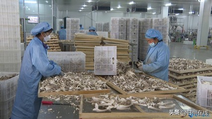 甘肅神農菇業 工廠化量產鹿茸菇，打造循環農業高質量發展模式與飼料生產協同體系